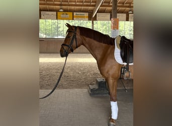 Austrian Warmblood, Mare, 4 years, 15.3 hh, Chestnut-Red
