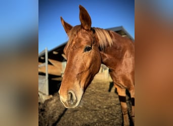 Austrian Warmblood, Mare, 4 years, 15,3 hh, Chestnut-Red