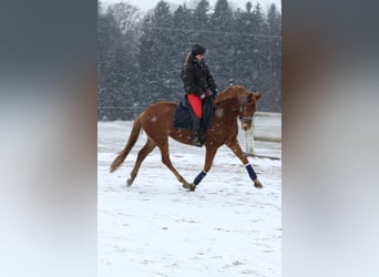 Austrian Warmblood, Mare, 4 years, 15,3 hh, Chestnut-Red