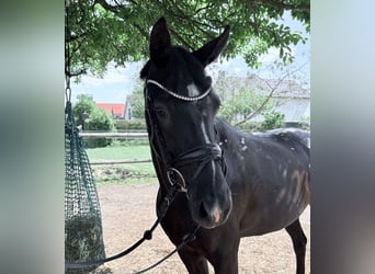 Austrian Warmblood, Mare, 4 years, 15,2 hh, Bay-Dark