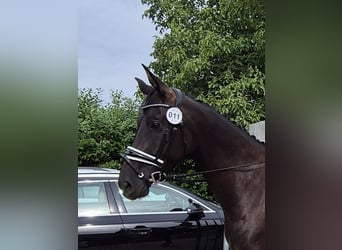 Austrian Warmblood, Mare, 4 years, 15,3 hh, Black