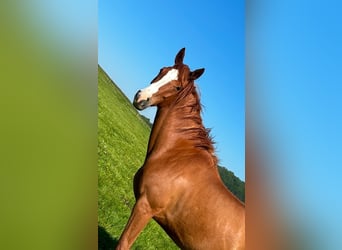 Austrian Warmblood, Mare, 4 years, 16.1 hh, Chestnut-Red