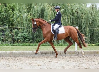 Austrian Warmblood, Mare, 4 years, 16.1 hh, Chestnut-Red