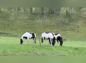 Austrian Warmblood, Mare, 4 years, 16.1 hh, Pinto