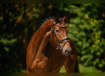 Austrian Warmblood, Mare, 4 years, 16.2 hh, Bay-Dark