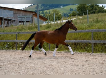 Austrian Warmblood, Mare, 4 years, 16.2 hh, Brown