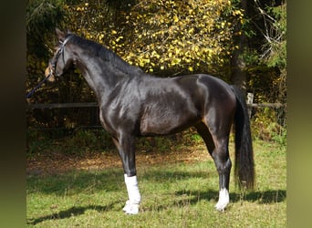 Austrian Warmblood, Mare, 4 years, 16.2 hh, Brown