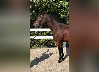 Austrian Warmblood, Mare, 4 years, 16.2 hh, Brown