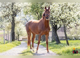 Austrian Warmblood, Mare, 4 years, 16,2 hh, Chestnut