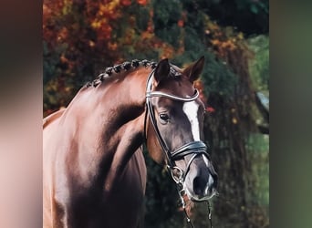 Austrian Warmblood, Mare, 4 years, 16.2 hh, Chestnut