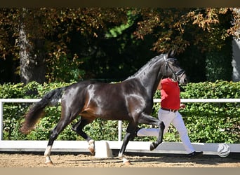 Austrian Warmblood, Mare, 4 years, 16.2 hh, Smoky-Black