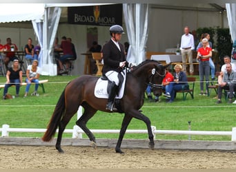 Austrian Warmblood, Mare, 4 years, 16.2 hh, Smoky-Black