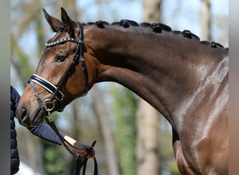 Austrian Warmblood, Mare, 4 years, 16.3 hh, Bay-Dark