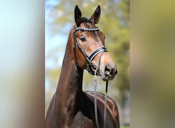 Austrian Warmblood, Mare, 4 years, 16.3 hh, Brown