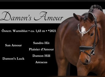 Austrian Warmblood, Mare, 4 years, 16 hh, Brown