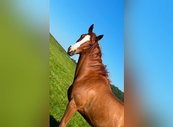 Austrian Warmblood, Mare, 4 years, 16 hh, Chestnut-Red