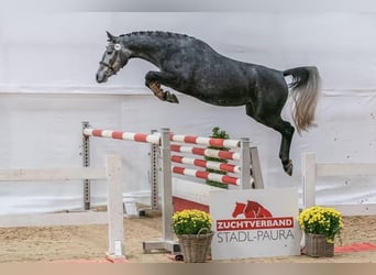 Austrian Warmblood, Mare, 4 years, 16 hh, Gray-Dapple