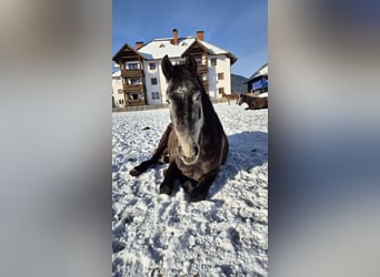 Austrian Warmblood, Mare, 4 years, 16 hh, Grey-Dapple