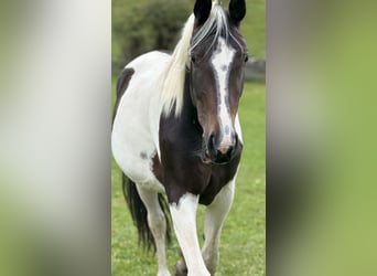 Austrian Warmblood, Mare, 4 years, 16,1 hh, Pinto