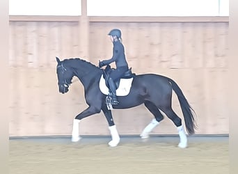 Austrian Warmblood, Mare, 4 years, 16,2 hh, Black