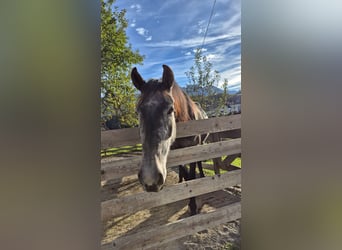 Austrian Warmblood, Mare, 4 years, 16,2 hh, Grey-Dapple