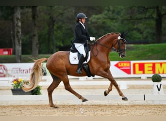 Austrian Warmblood, Mare, 4 years, 17 hh, Chestnut