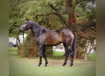 Austrian Warmblood, Mare, 5 years, 15,2 hh, Bay-Dark