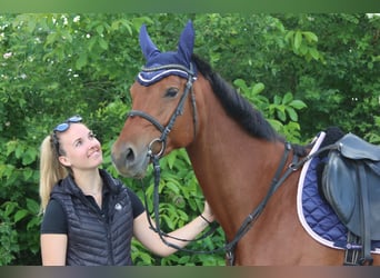 Austrian Warmblood, Mare, 5 years, 15,1 hh, Brown