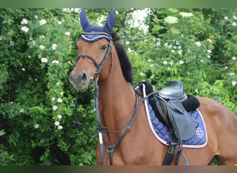 Austrian Warmblood, Mare, 5 years, 15,1 hh, Brown
