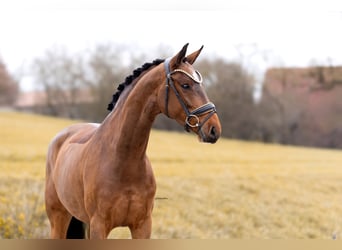 Austrian Warmblood, Mare, 5 years, 16.1 hh, Brown