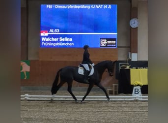 Austrian Warmblood, Mare, 5 years, 16.2 hh, Smoky-Black