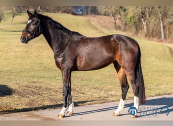 Austrian Warmblood, Mare, 5 years, 16.3 hh, Brown