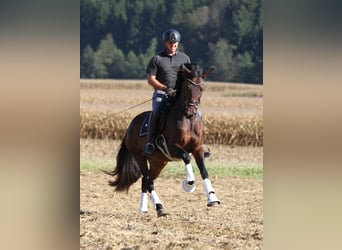 Austrian Warmblood, Mare, 5 years, 16 hh, Brown