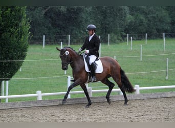 Austrian Warmblood, Mare, 5 years, 16 hh, Brown