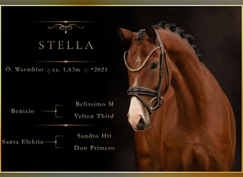 Austrian Warmblood, Mare, 5 years, 16 hh, Brown