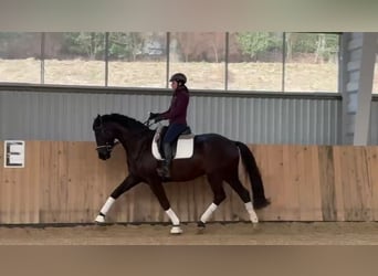 Austrian Warmblood, Mare, 5 years, 16,1 hh, Black