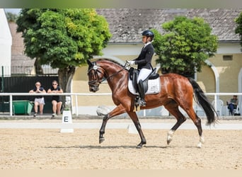 Austrian Warmblood, Mare, 5 years, 16,1 hh, Brown