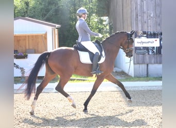 Austrian Warmblood, Mare, 5 years, 16,1 hh, Brown