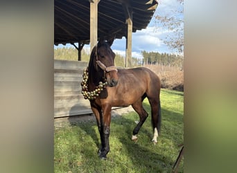 Austrian Warmblood, Mare, 5 years, 17 hh, Brown