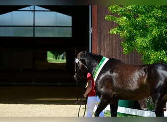 Austrian Warmblood, Mare, 6 years, 15.2 hh, Bay-Dark