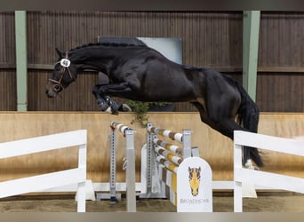 Austrian Warmblood, Mare, 6 years, 15.2 hh, Bay-Dark