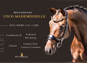 Austrian Warmblood, Mare, 6 years, 15.3 hh, Bay-Dark