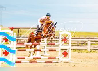 Austrian Warmblood, Mare, 6 years, 15.3 hh, Chestnut-Red