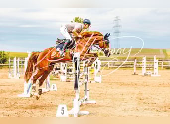 Austrian Warmblood, Mare, 6 years, 15.3 hh, Chestnut-Red