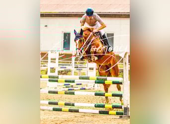 Austrian Warmblood, Mare, 6 years, 15.3 hh, Chestnut-Red