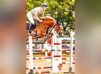 Austrian Warmblood, Mare, 6 years, 15.3 hh, Chestnut-Red