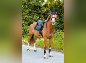 Austrian Warmblood, Mare, 6 years, 15,3 hh, Chestnut-Red