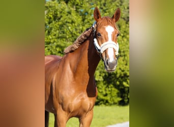 Austrian Warmblood, Mare, 6 years, 15,3 hh, Chestnut-Red