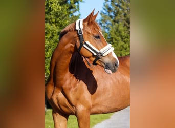 Austrian Warmblood, Mare, 6 years, 15.3 hh, Chestnut-Red