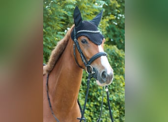 Austrian Warmblood, Mare, 6 years, 15,3 hh, Chestnut-Red